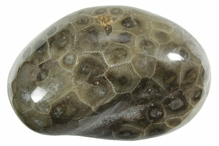 Polished Petoskey Stone (Fossil Coral) - Michigan #348573